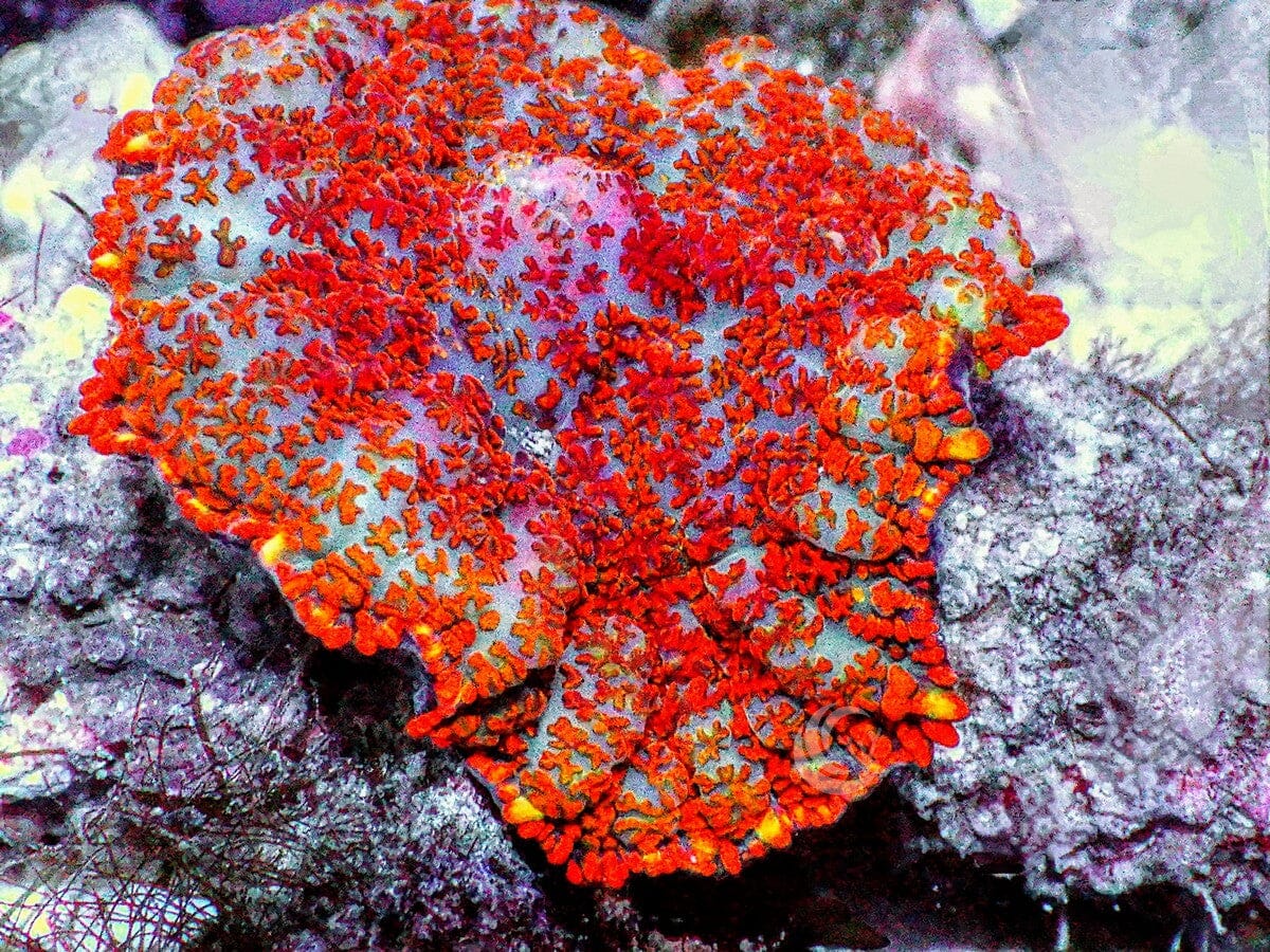 Superman Rhodactis Mushroom