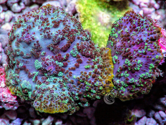 Purple Rhodactis Mushrooms