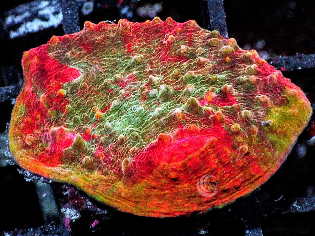 Rainbow Chalice