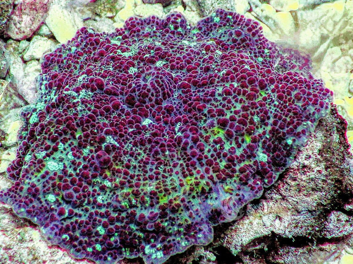 Speckled Discosoma Mushroom