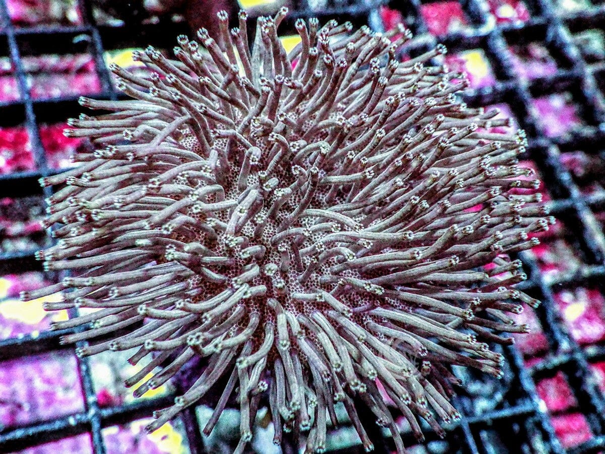 Long Polyp Toadstool Leather