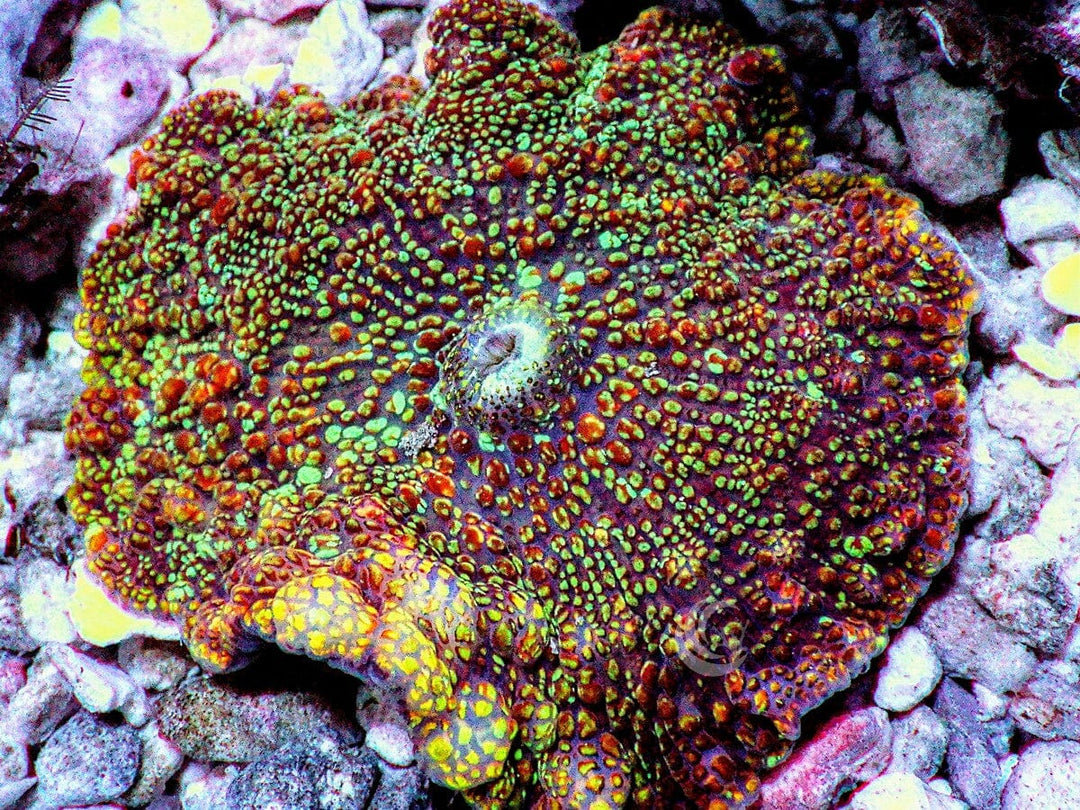 Rare Earth Bumpy Discosoma Mushroom