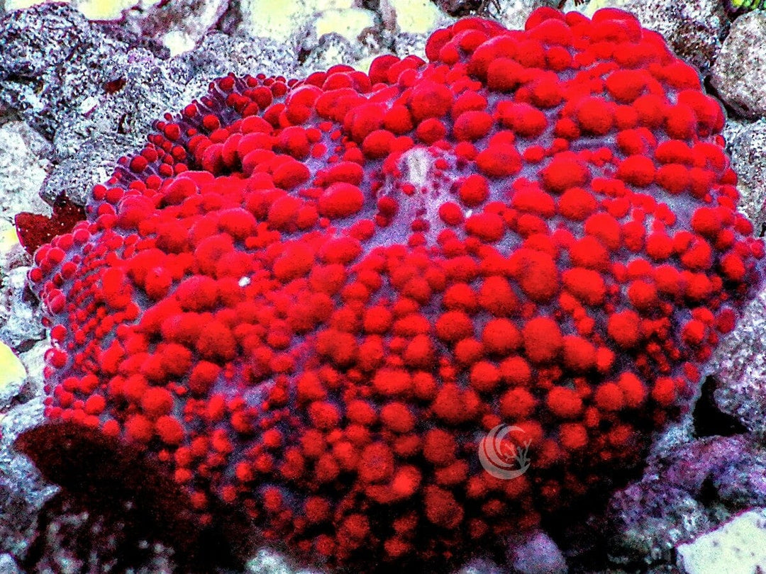 Superman Discosoma Mushroom