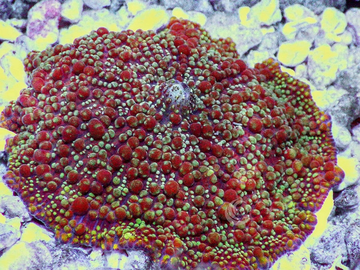 Red-Orange Bumpy Discosoma Mushroom