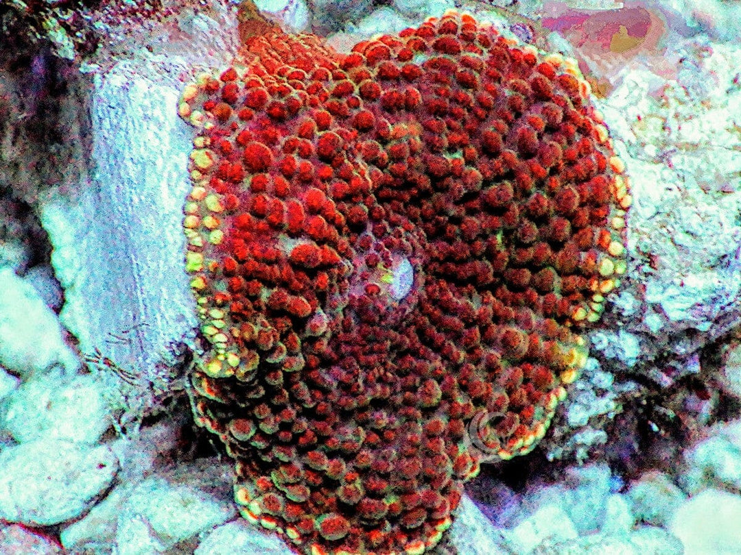 Red-Orange Bumpy Discosoma Mushroom