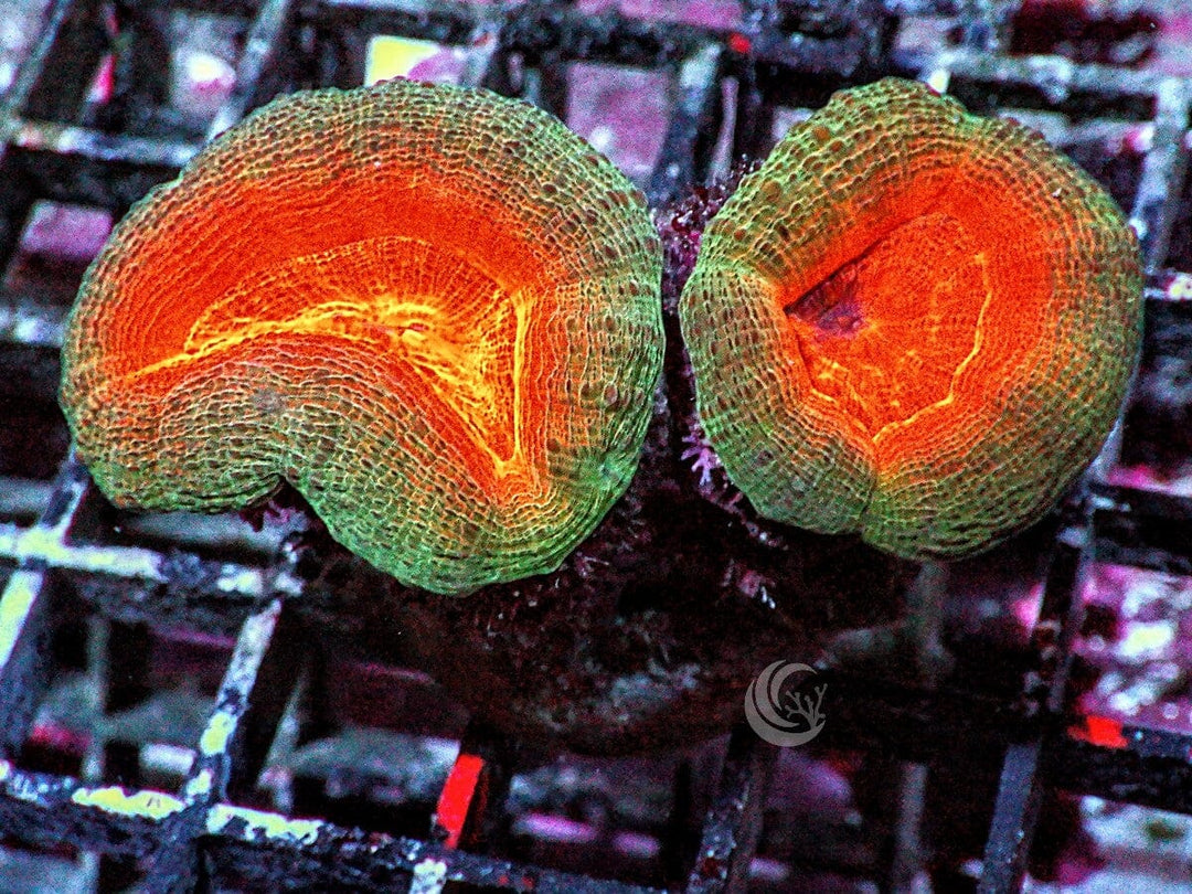 Orange Lobophyllia