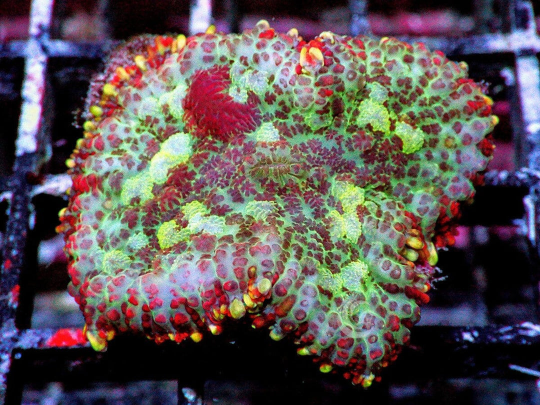 Mosaic Rhodactis Mushroom