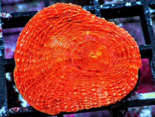 Orange Scolymia vitiensis