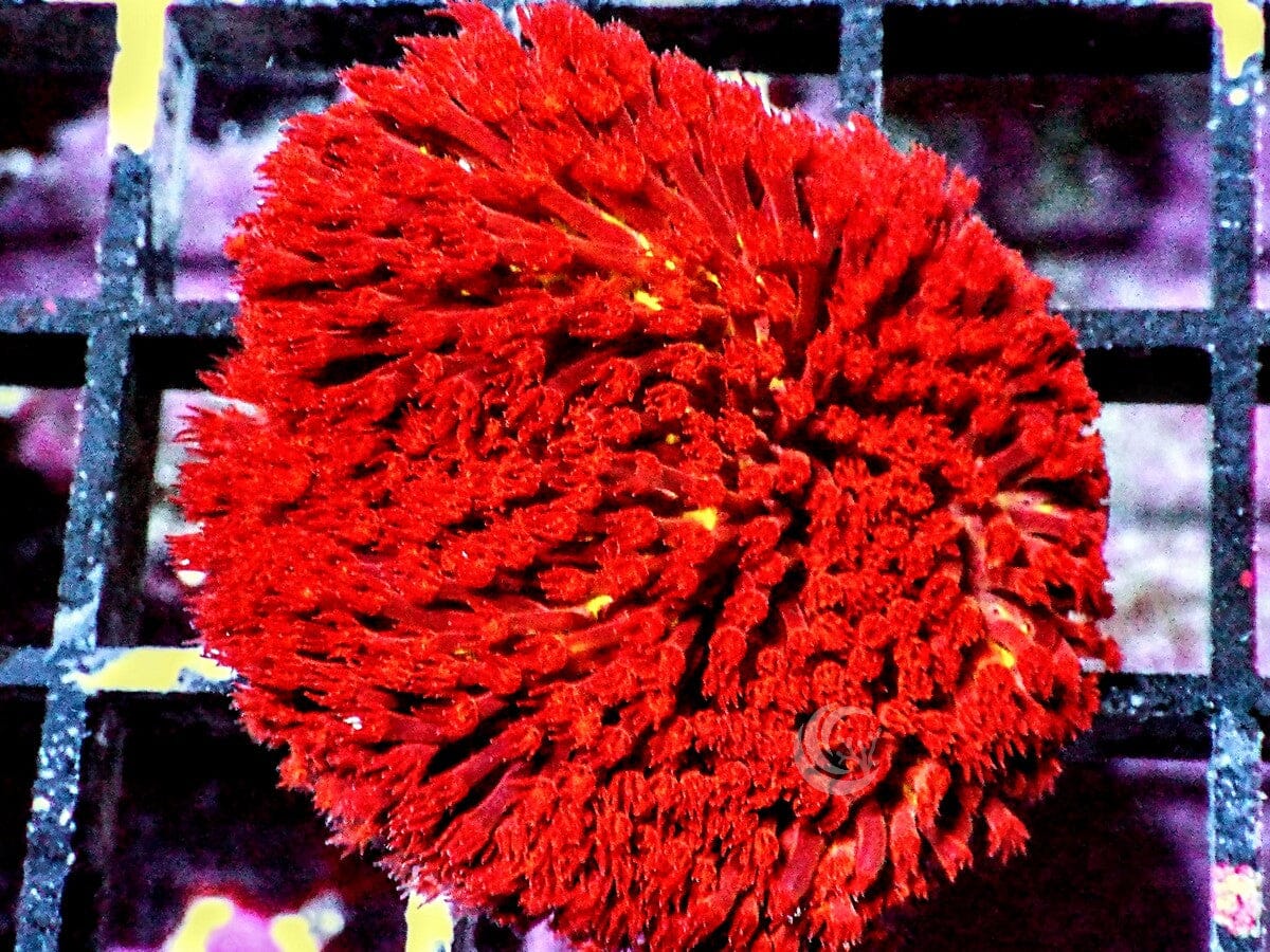Burning Banana Sylocoeniella