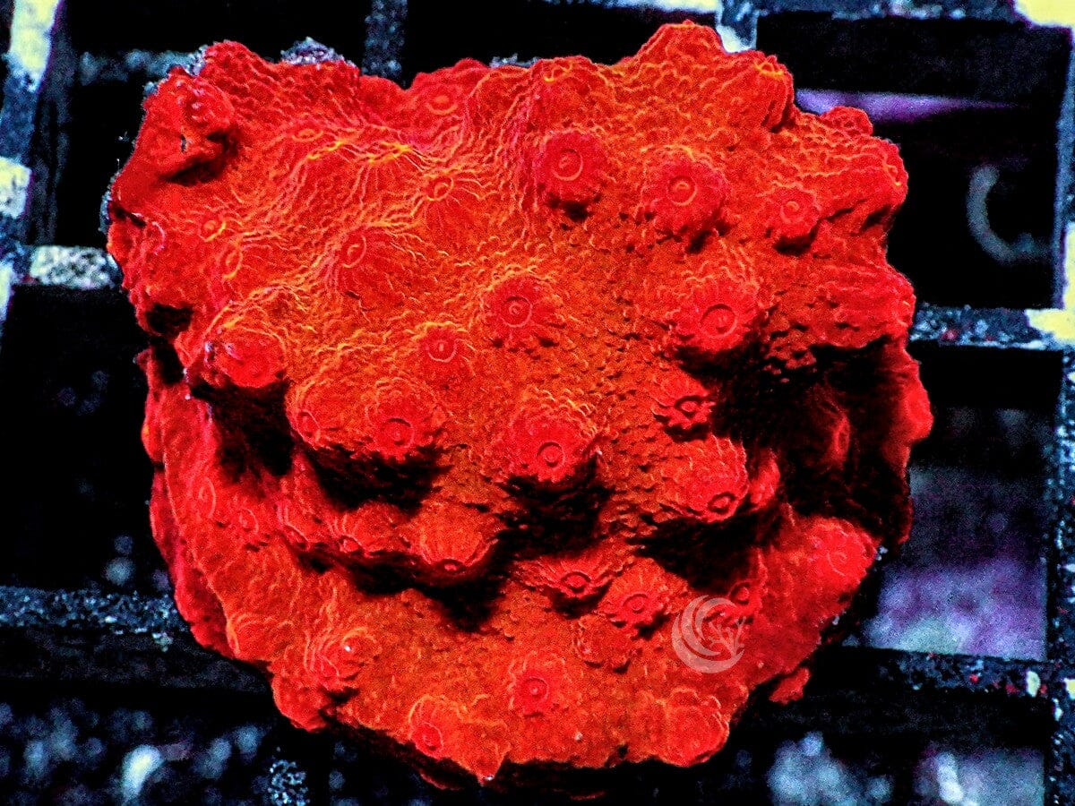 Super Orange-red Cyphastrea