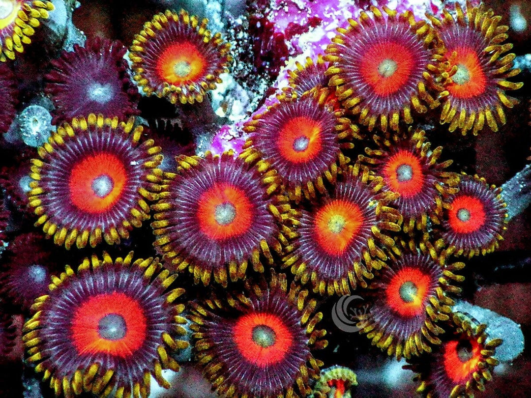 Eagle Eye Zoanthids