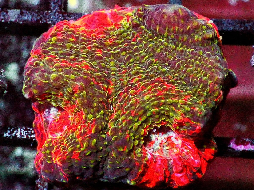 Red Varigated Acan echinata