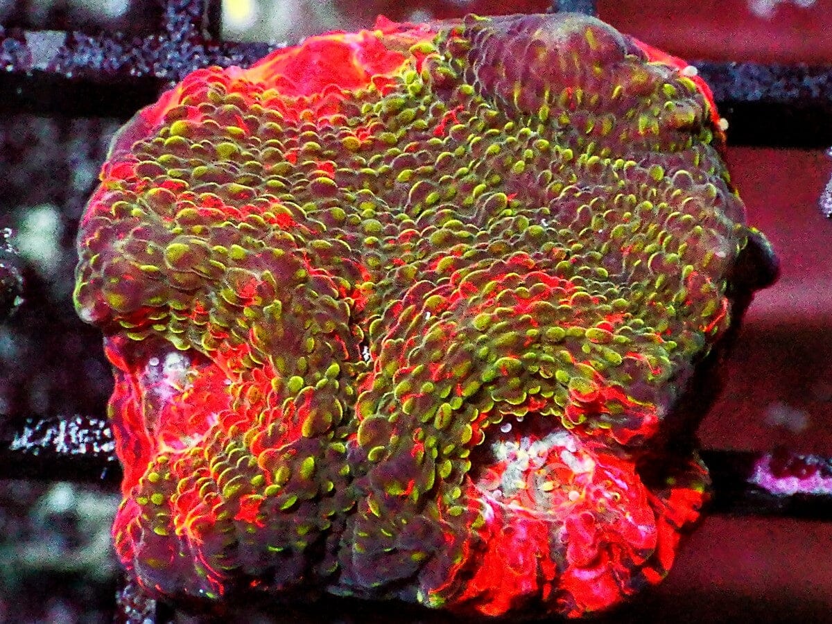 Red Varigated Acan echinata