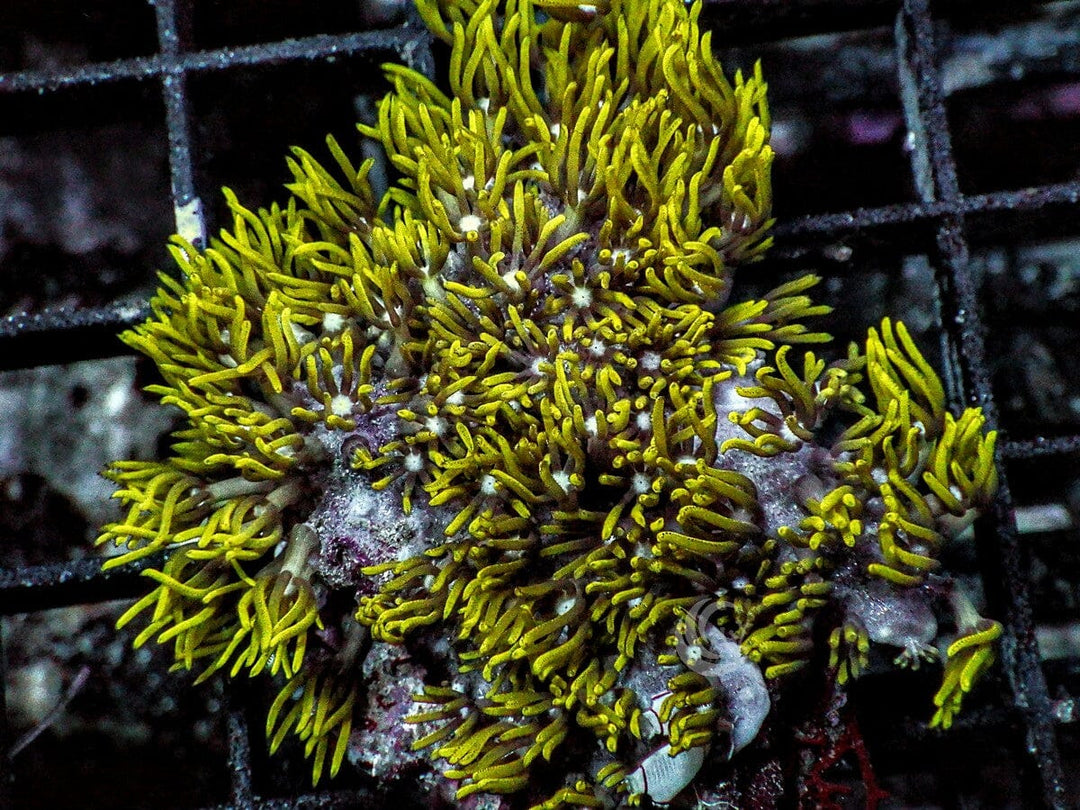Green Star Polyps