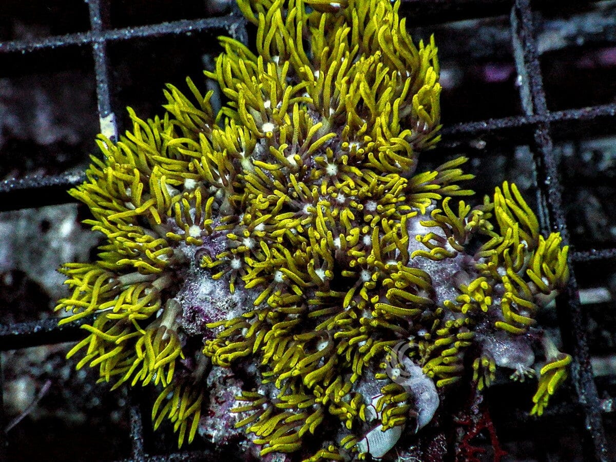 Green Star Polyps