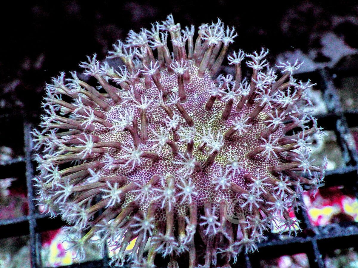 Snowflake Polyp Toadstool Leather