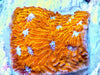 24K Orange Lithophyllon