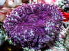 Purple Hairy Rhodactis Mushroom