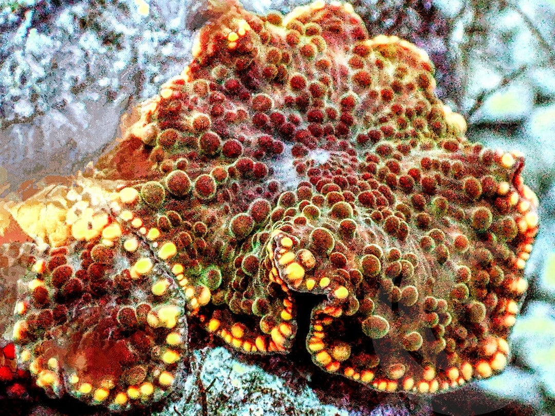 Glow rim Bumpy Discosoma Mushrooms