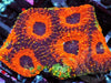 Orange Acan echinata