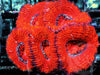 Neon Red Acan lordhowensis