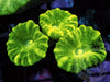 Kryptonite Caulastrea