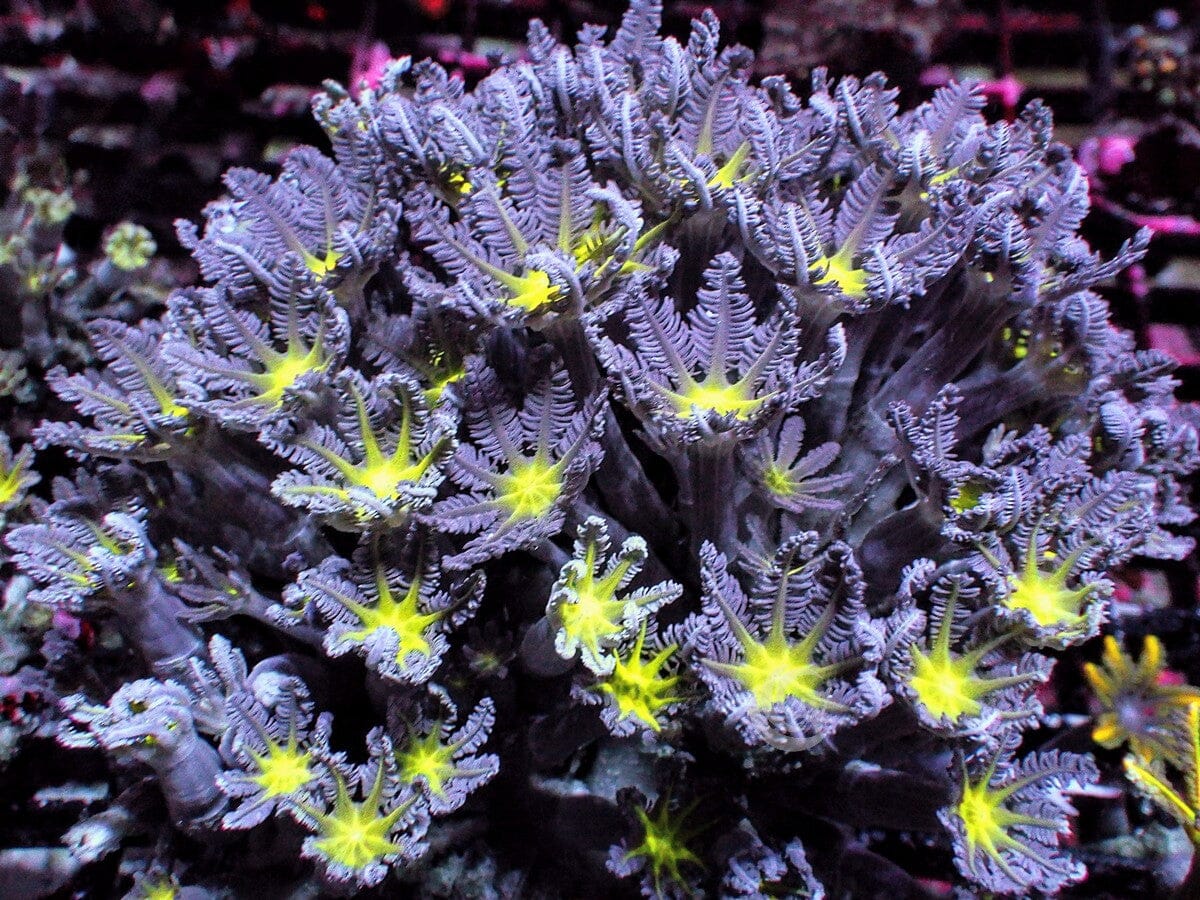 Green Clove Polyps