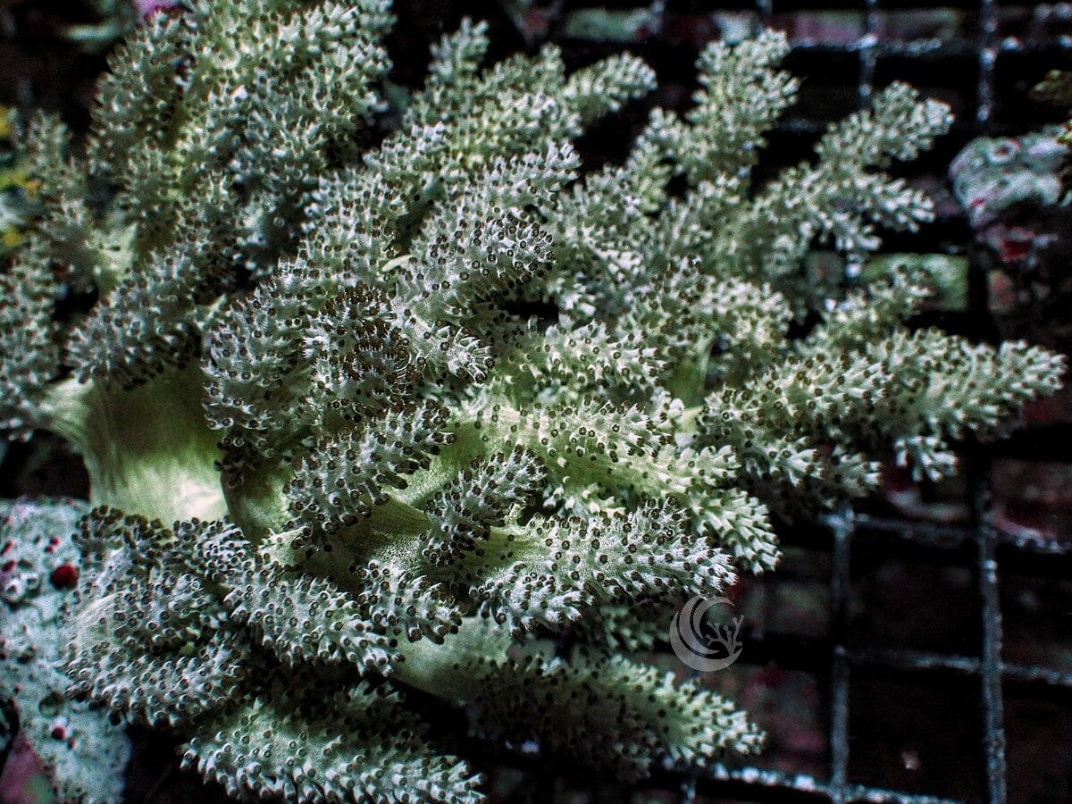 Green Capnella Tree Leather