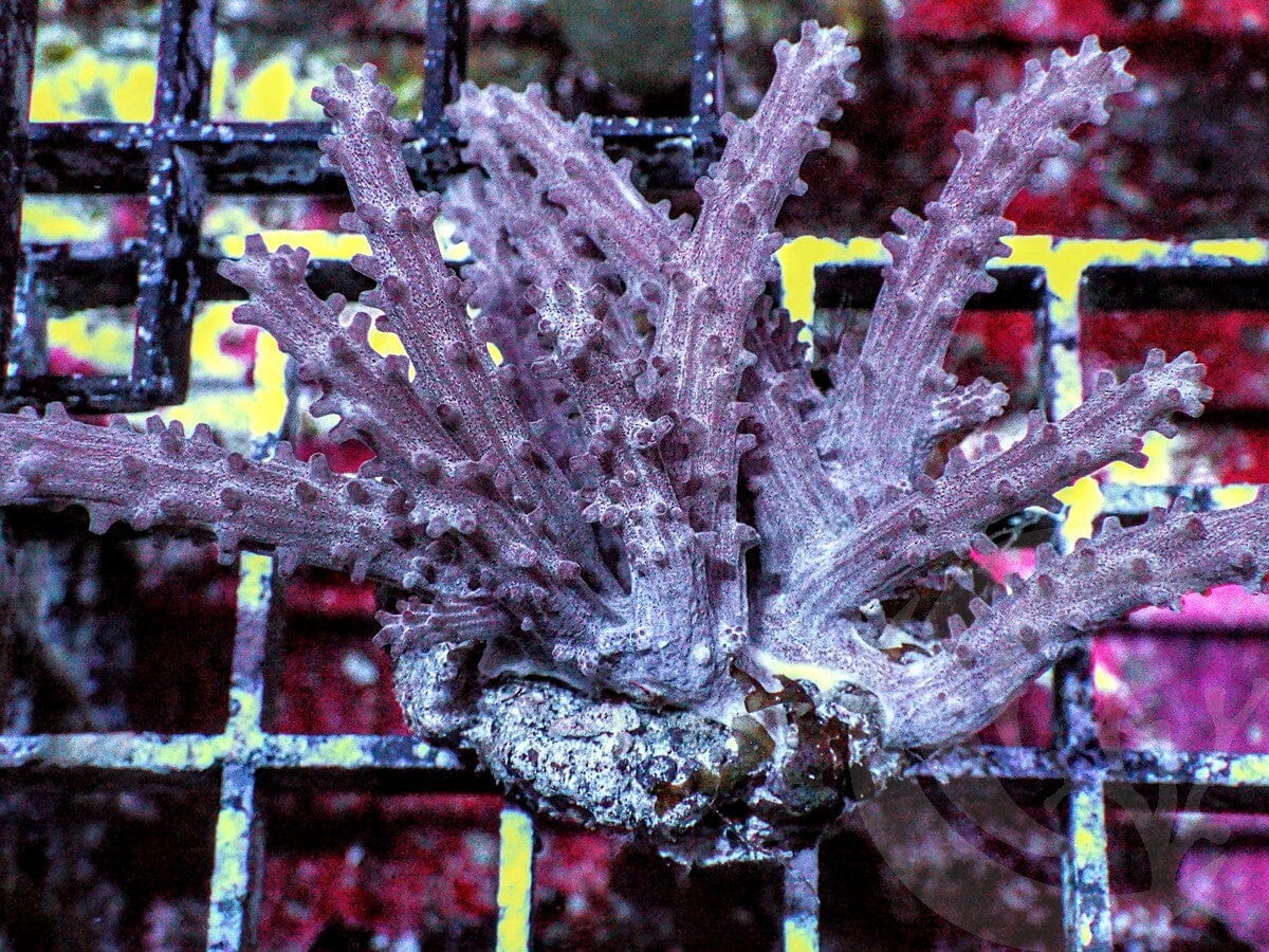 Witch's Fingers Leather