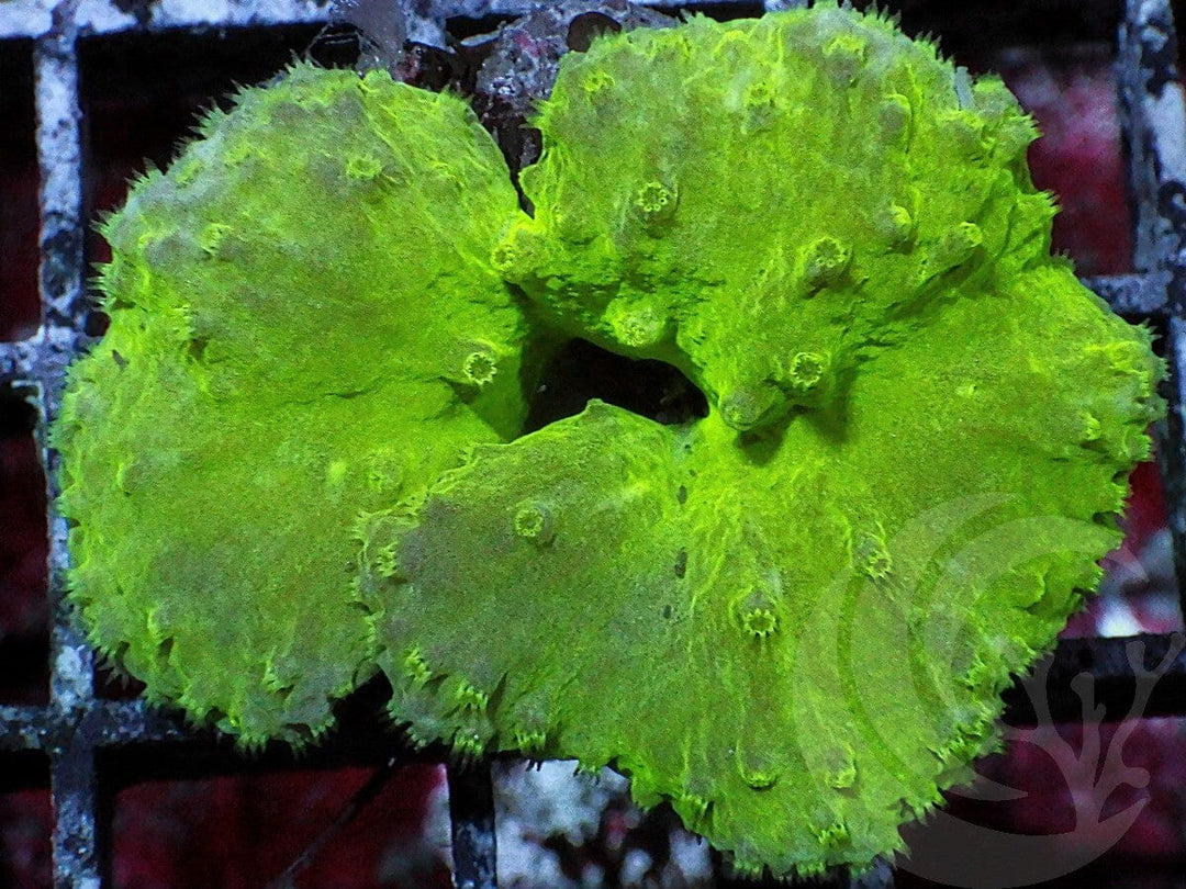 Green Cabbage Leather