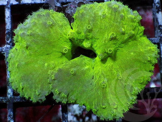 Green Cabbage Leather