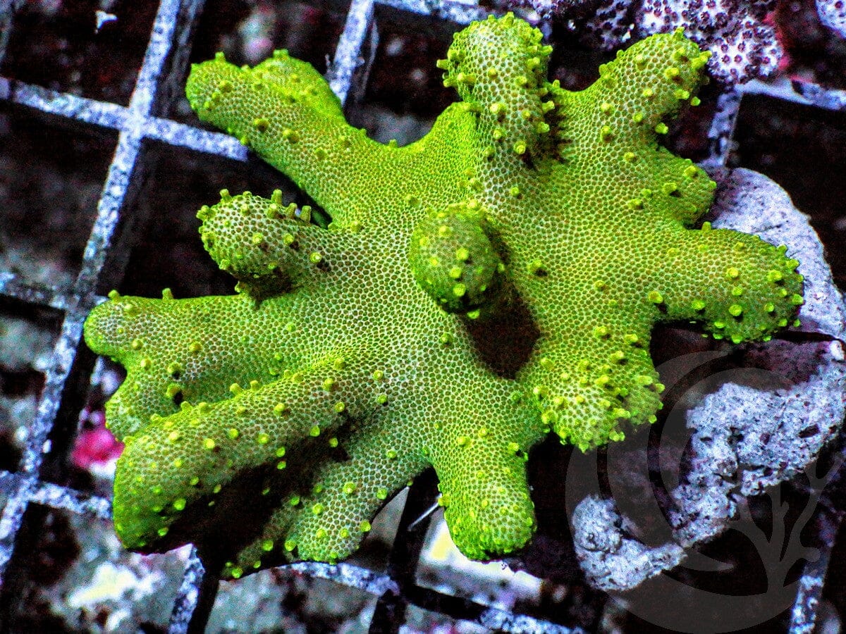 Green Cabbage Leather