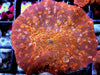 Speckled Red Discosoma Mushroom
