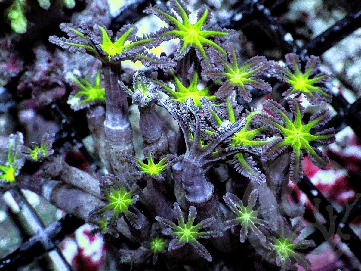 Neon Green Clover Polyps