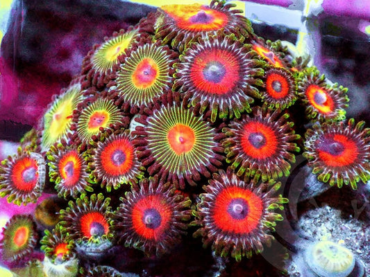 Zoanthid Combo