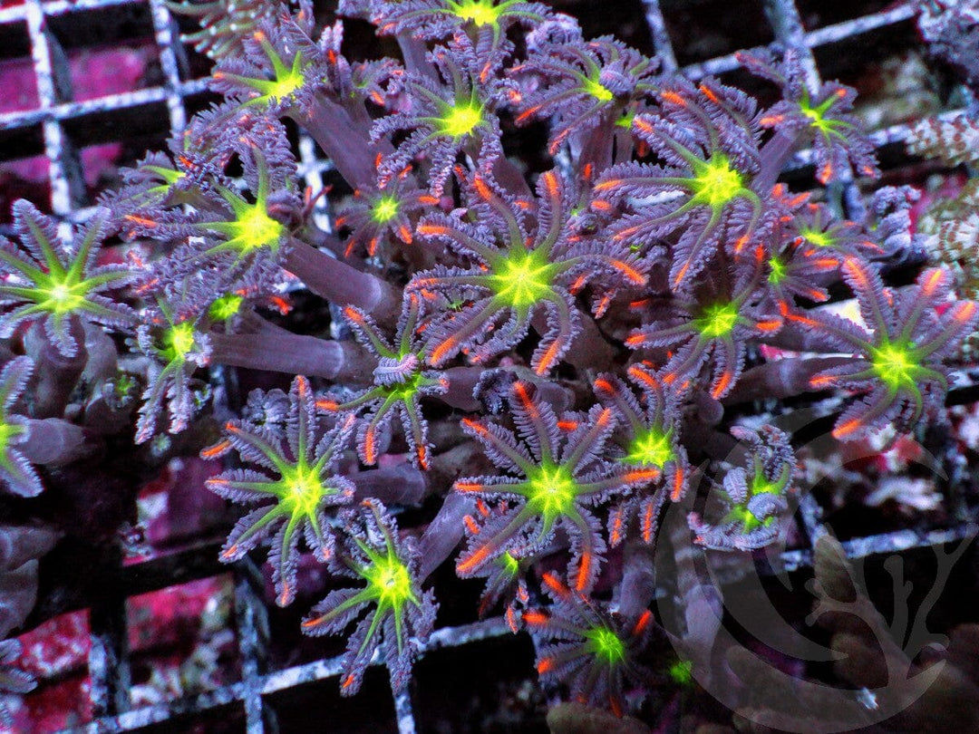 Fireworks Clove Polyps