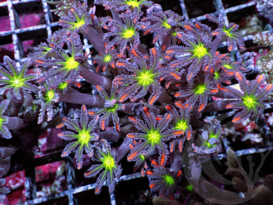 Fireworks Clove Polyps