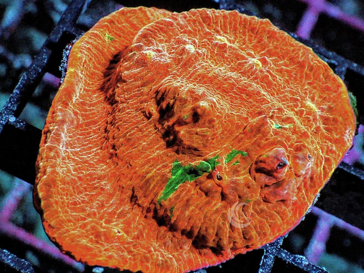 Green Striped Orange Chalice