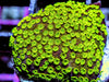 Dinosaur Egg Encrusting Montipora