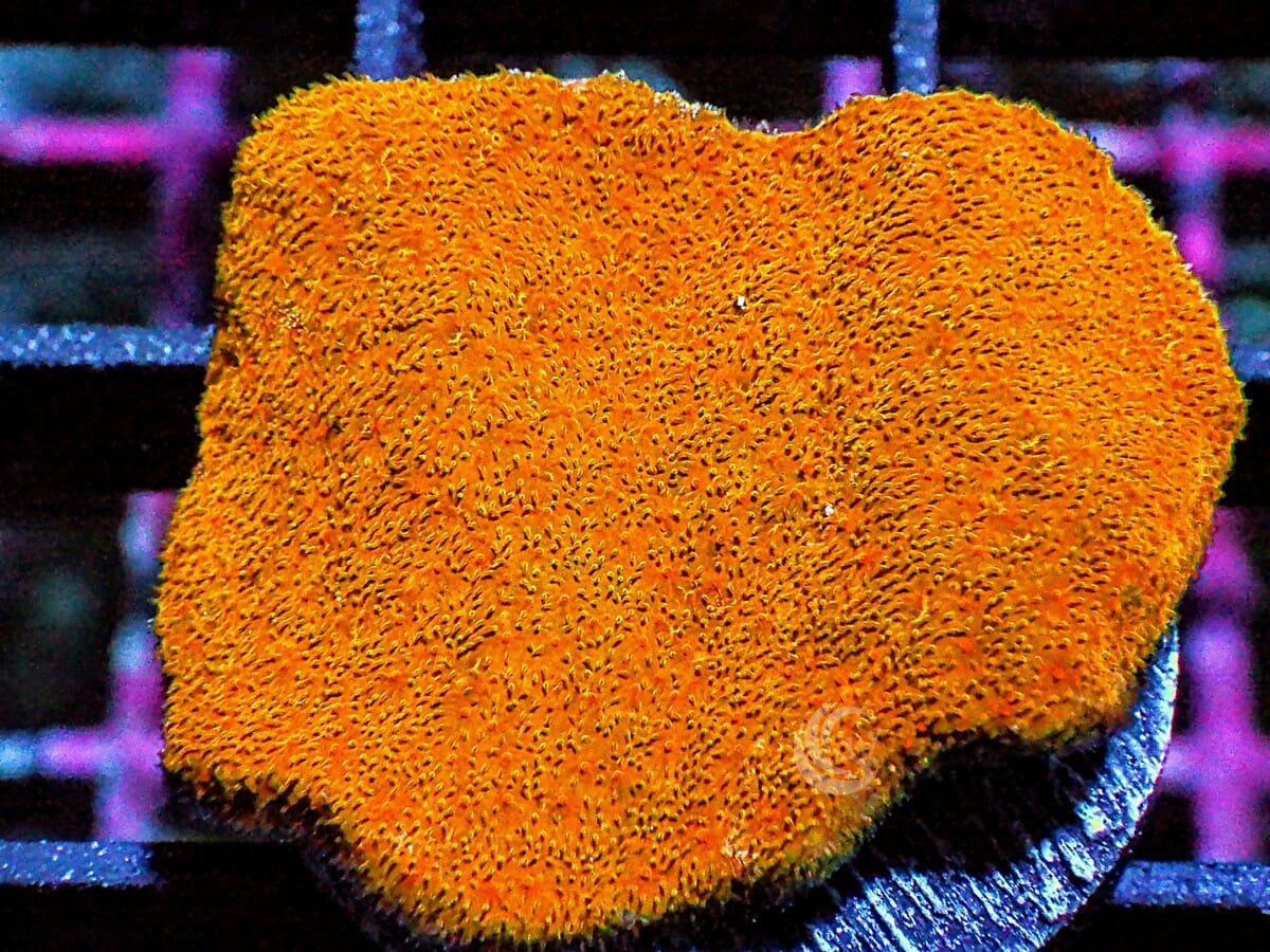 Pumpkin Pie Psammacora