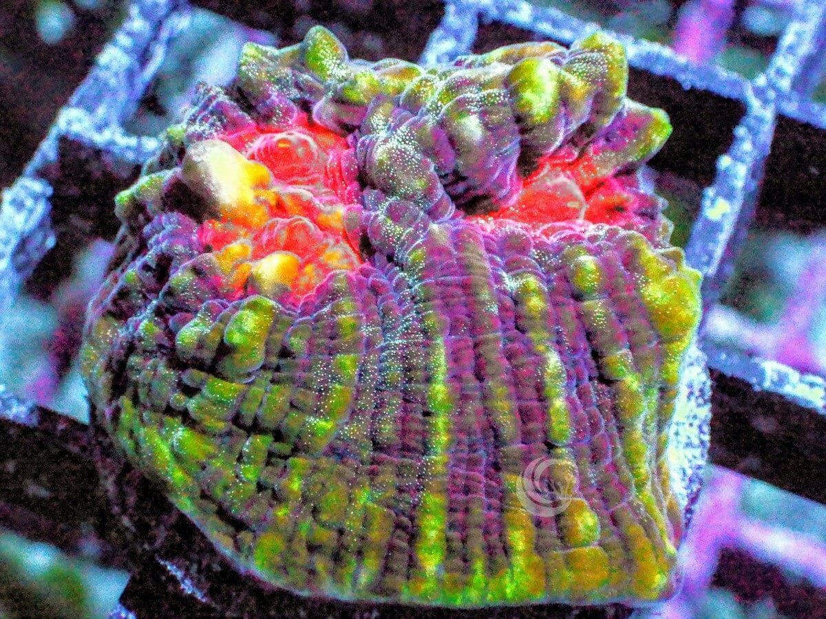 Volcanic Eruption Chalice