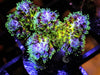 Purple tip Green Pocillopora