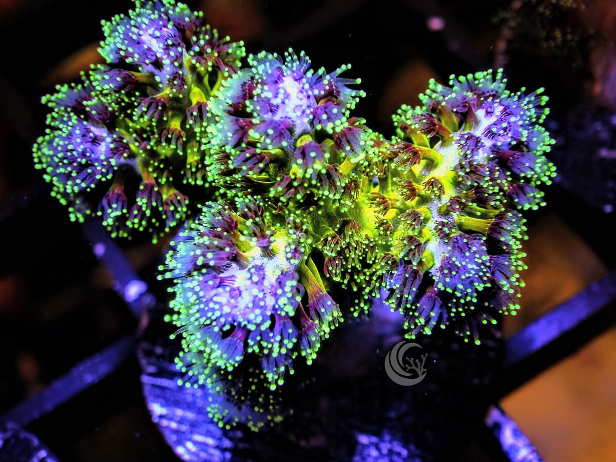 Purple tip Green Pocillopora