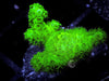 Neon Lime Pocillopora