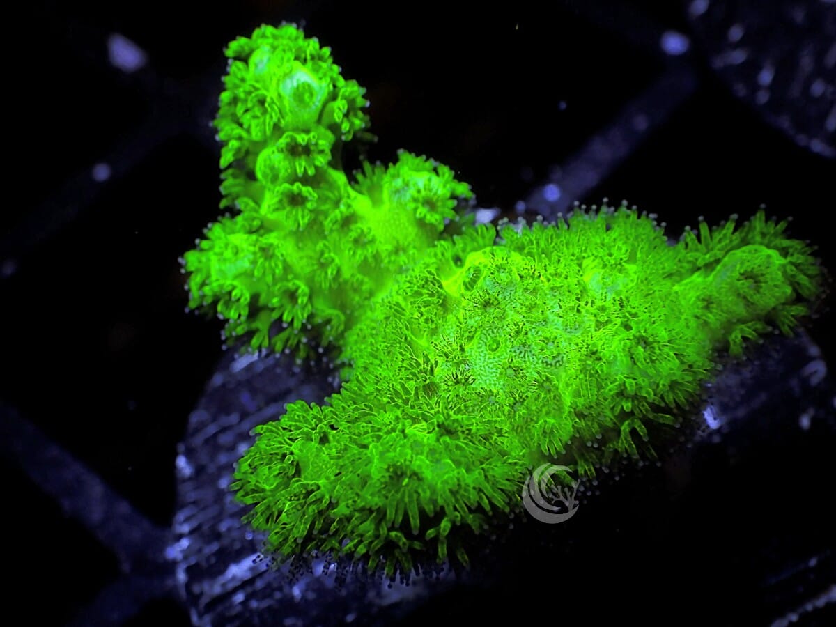 Neon Lime Pocillopora