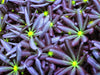 Daisy Polyps