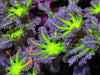Neon Green Clove Polyps