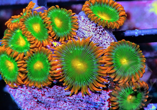 Orange Skirt Zoanthids