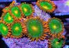 Orange Skirt Zoanthids