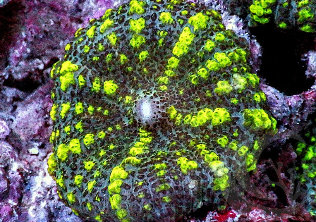 Bubbling Neon Star Rhodactis Mushroom
